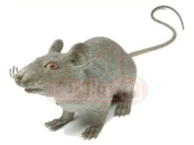 RATA-PLASTICA.jpg